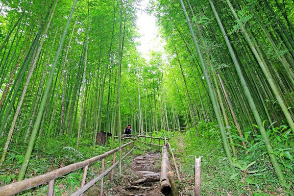 Bamboo Forest