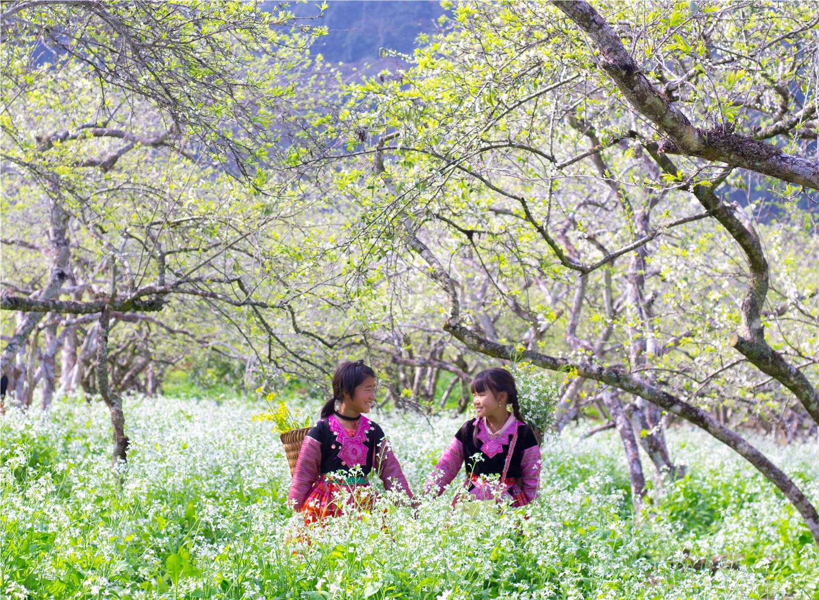 Ban Flower Festival: Love in Bloom - Moc Chau traditional festivals