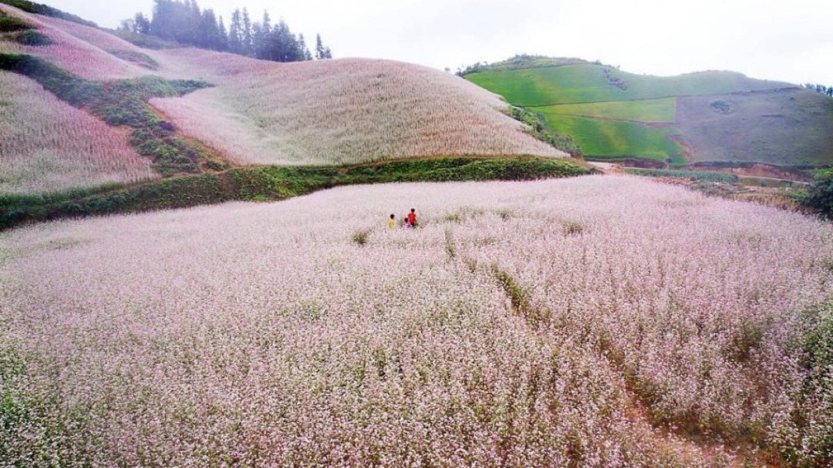 Buckwheat Flower Festival