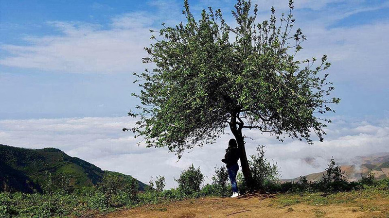 Lonely Tree