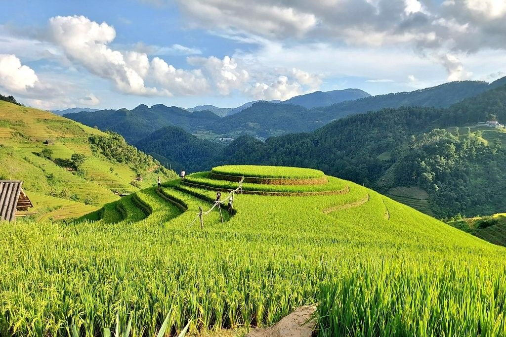 Mam Xoi Terrace Rice Field