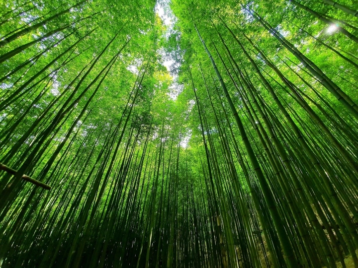 Pung Luong Bamboo Forest