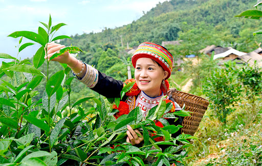 Shan Tuyet Tea