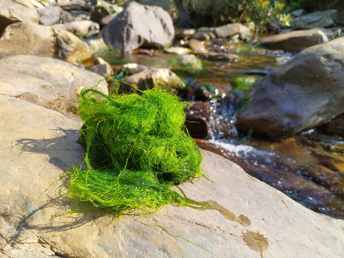 Stone Moss