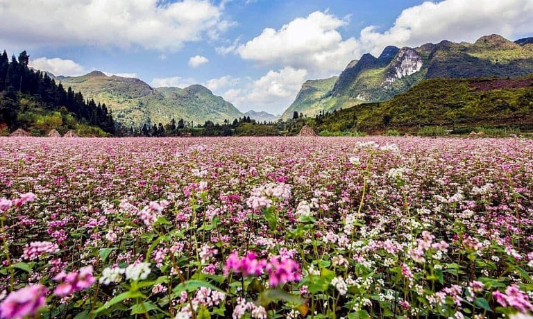 Sung La Buckwheat Flower Field