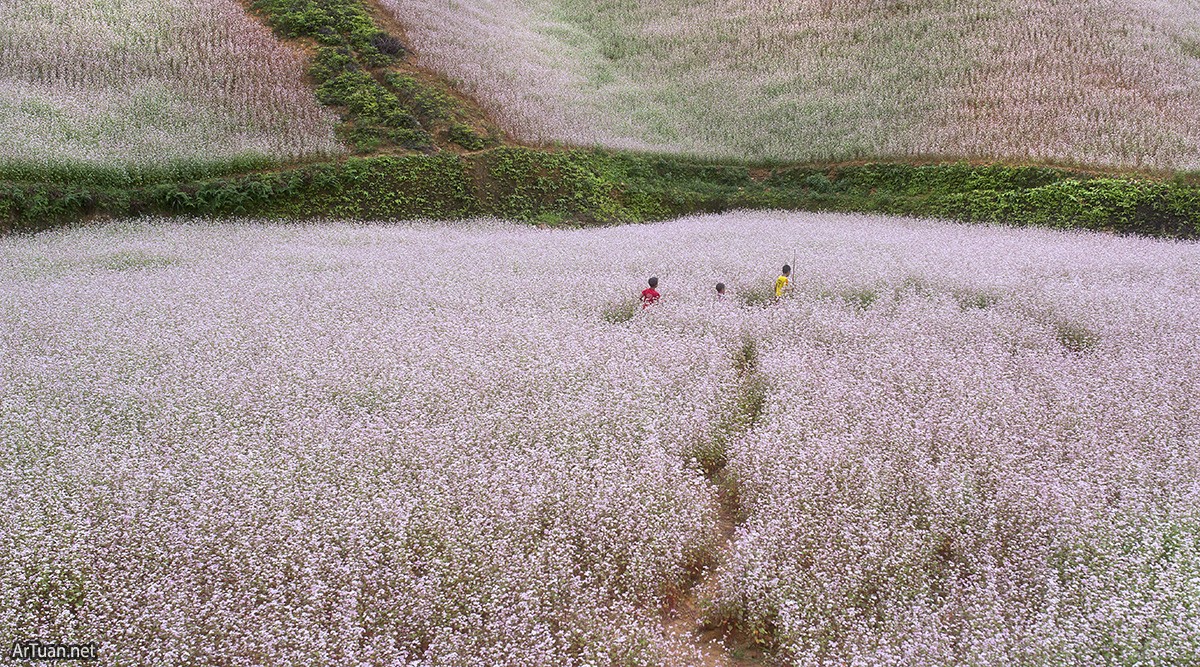 Tam Giac Mach (Buckwheat) Flower Garden