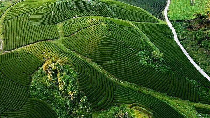 Tea time at Moc Chau Tea Hills