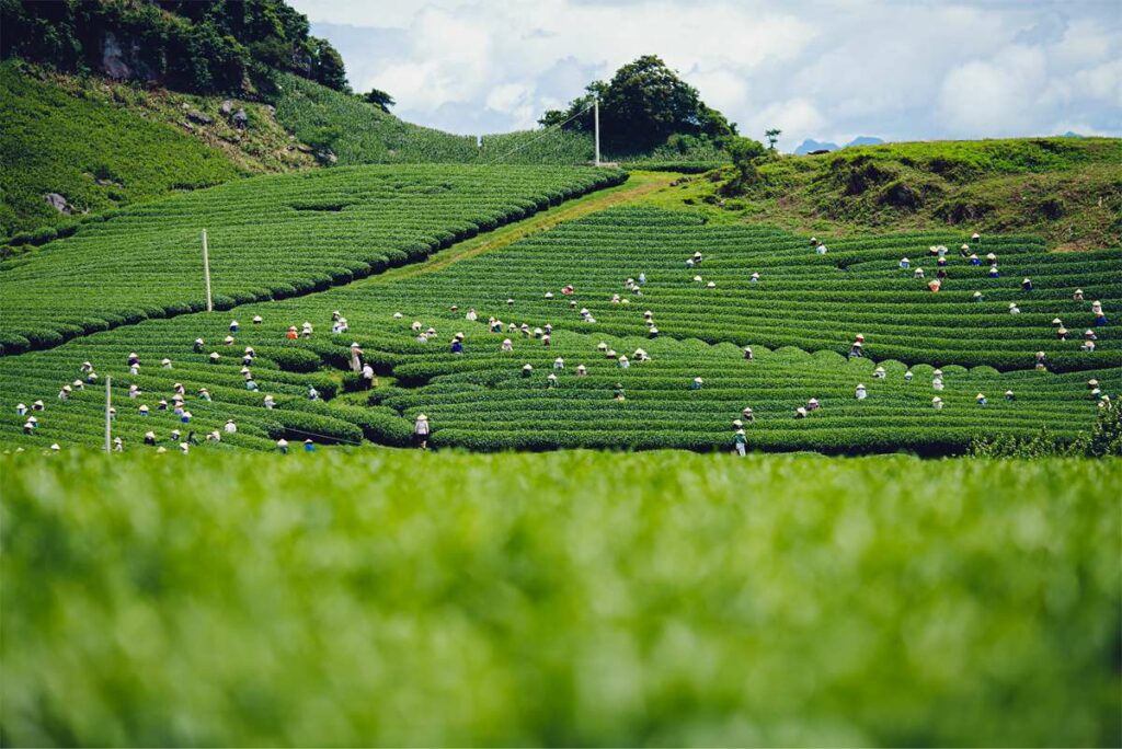 What to bring when traveling to Moc Chau?