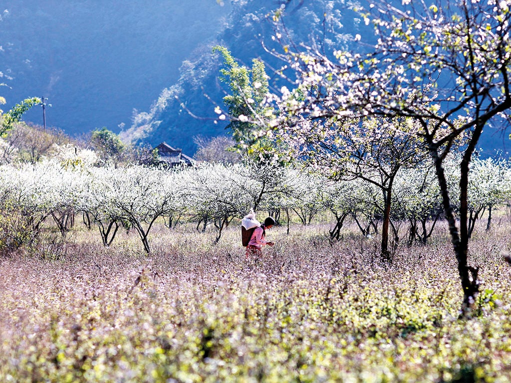 When is Moc Chau most beautiful?